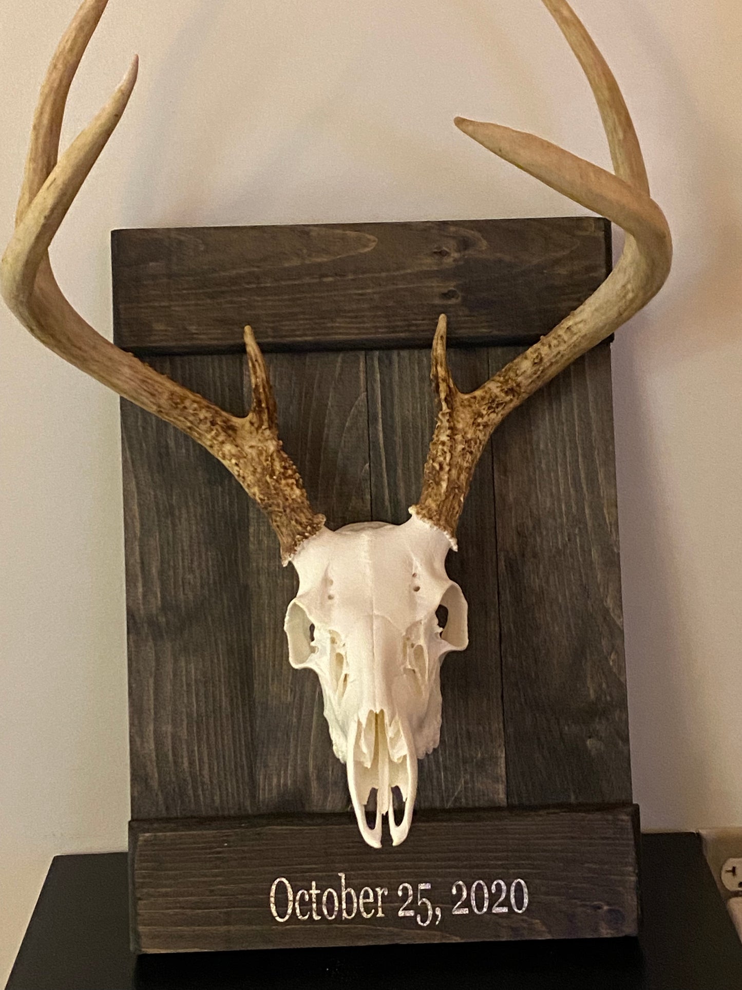 Wood European Skull Mount/ Plaque